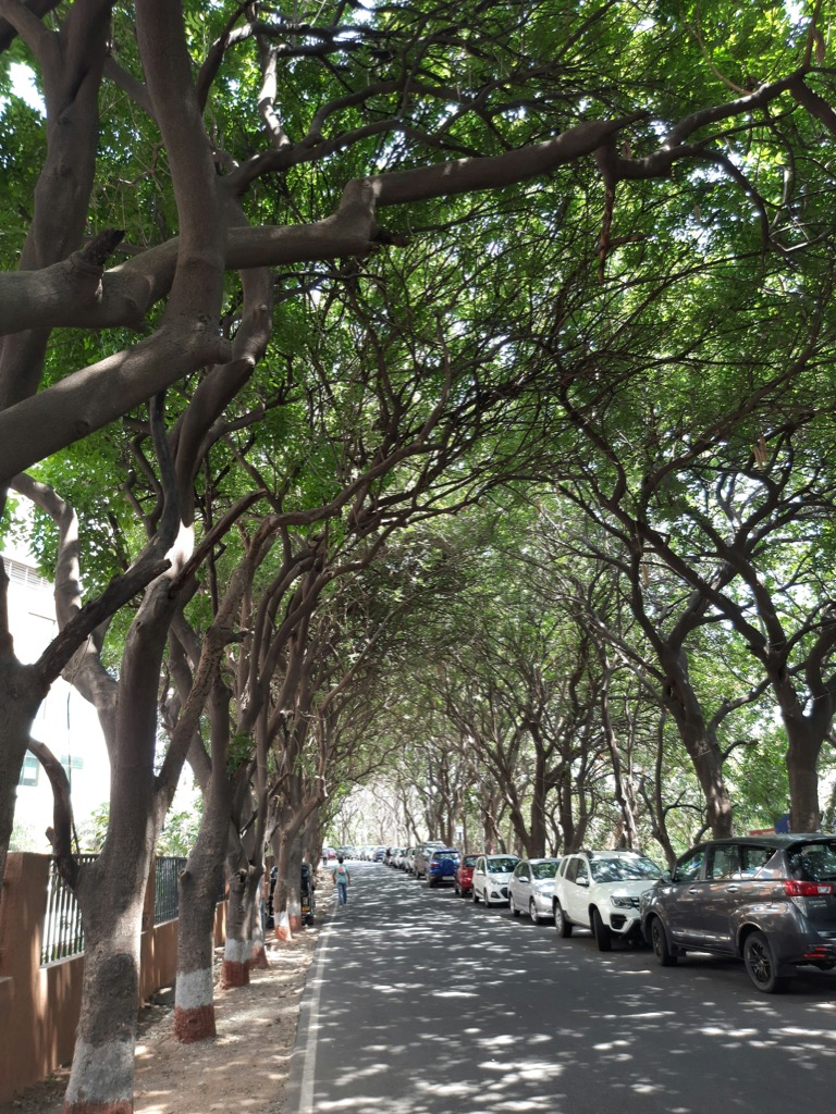 A rain-washed avenue in Bangalore